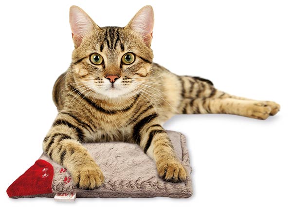 Katze mit 4cats Kuschelkissen