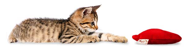 Junge Katze mit 4cats Herzkissen