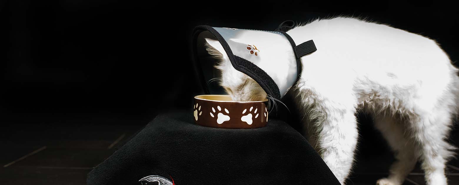animalsilver Pet Airs - patentierter Halskragen für Haustiere
