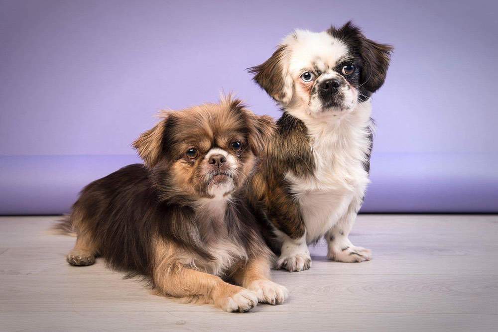 Dorina & Sissi
