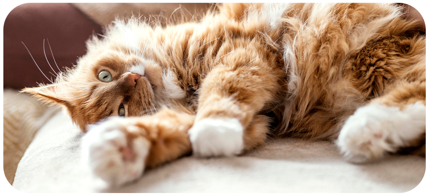 4cats Werte Made in Germany