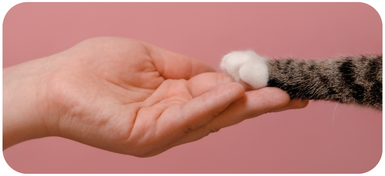 4cats Werte Made in Germany