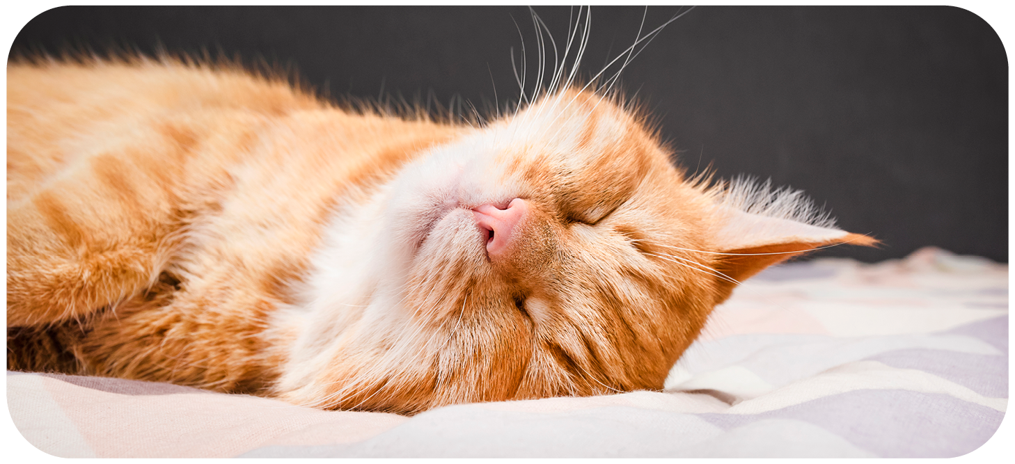 4cats Werte Soziale Verantwortung