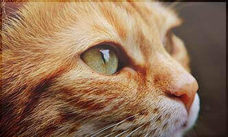 4cats aus Stolberg